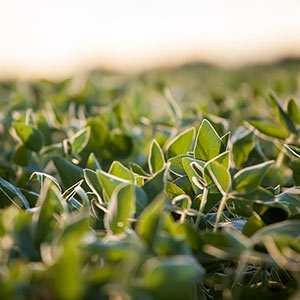 Green crops growing in soil.